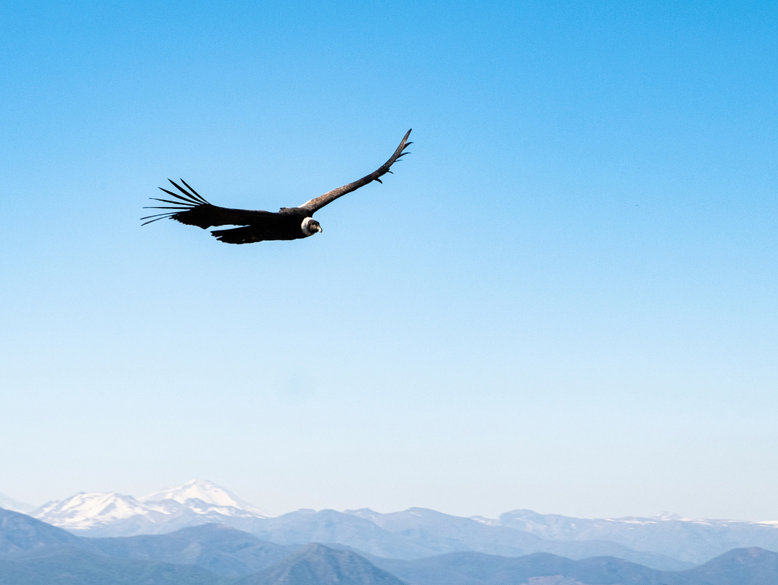 Four birds killed, wind farm fined &euro;4 million